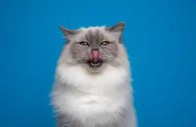 the mind of a cat