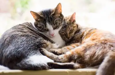 Two cats sleeping together.