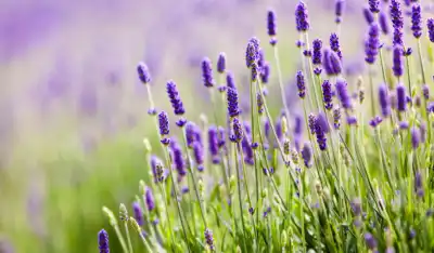 lavender flowers in field