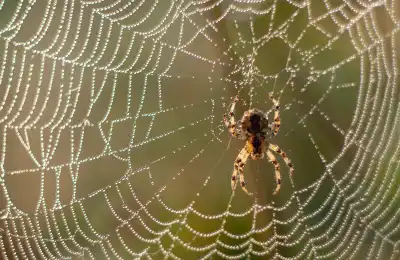 Common Spider Dreams and Their Meanings