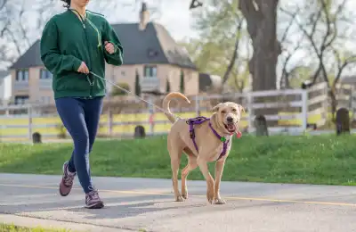 Create a Safe Environment for you dog