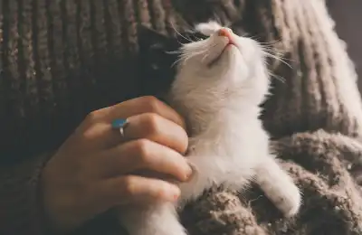 clingy kitten