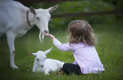 What Does It Mean When Goats Appear Near Your Home?
