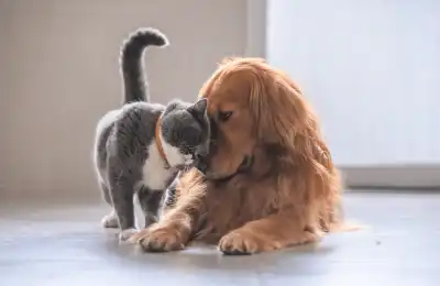 Golden Retriever and cat
