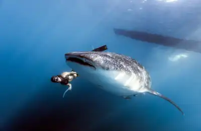 Is it Good or Bad Luck to See a Shark?
