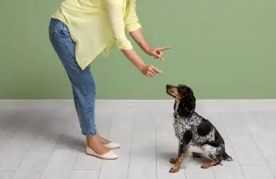 Advanced Tips for Teaching the Play Dead Dog Trick