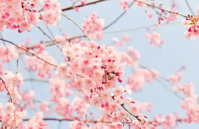 pink cherry blossoms blue sky