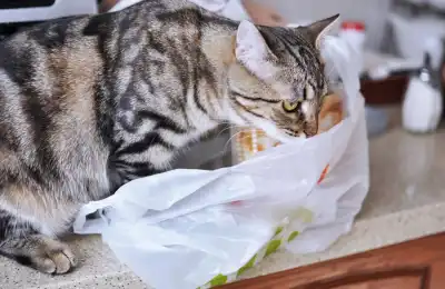 Is It Bad if My Cat Licks Plastic