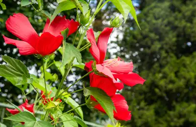 red hibiscus
