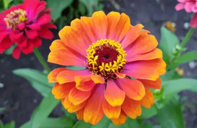 orange zinnia flowers