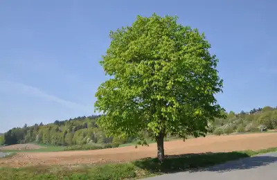 The Benefits of Horse Chestnut Tree Extract