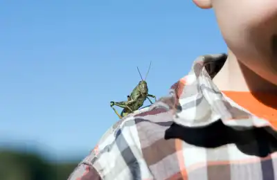 What Does It Mean When a Grasshopper Lands on You?
