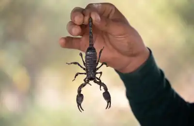 Is it Good or Bad Luck to See a Scorpion?
