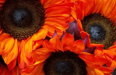 orange sunflowers