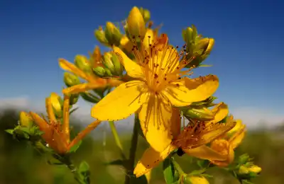 St John’s Wort