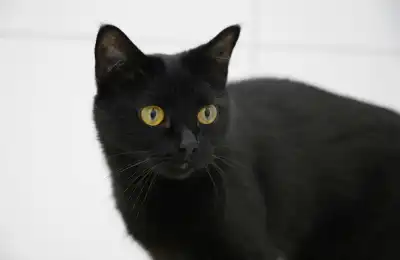 Do Black Cats Live Longer