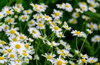 white daisies 
