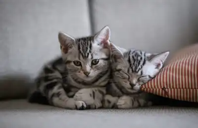 Two cats sleeping