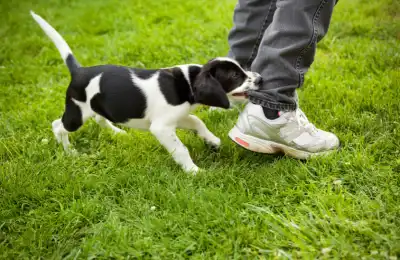 Aggression in Puppies