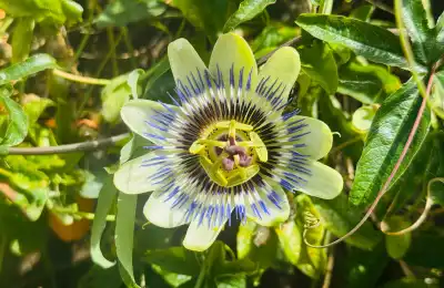 passionflower for emotional healing