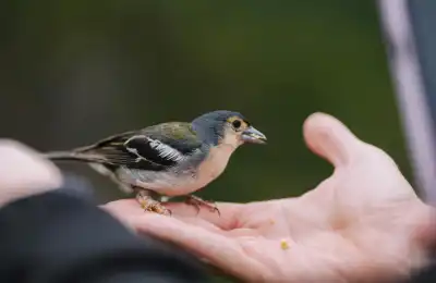 Signs You Might Be an Avian Starseed