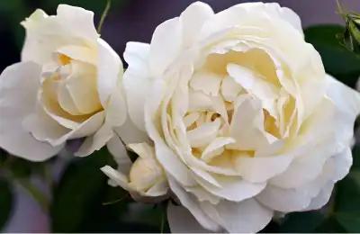 white roses