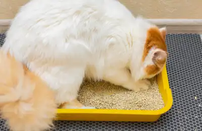 Common Reasons Cats Eat Litter