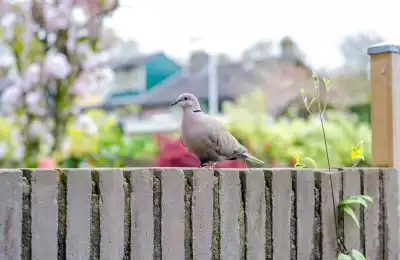 What Does It Mean When Doves Appear Near Your Home?