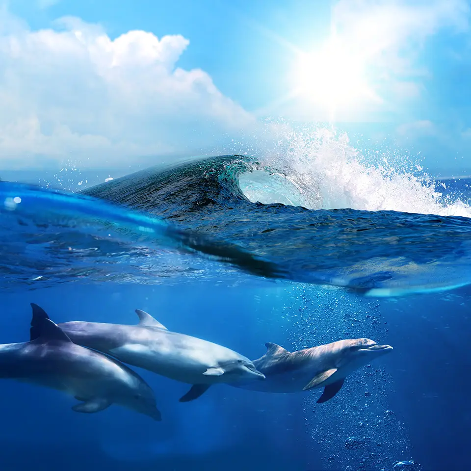 Dolphins playing in the ocean under a breaking wave