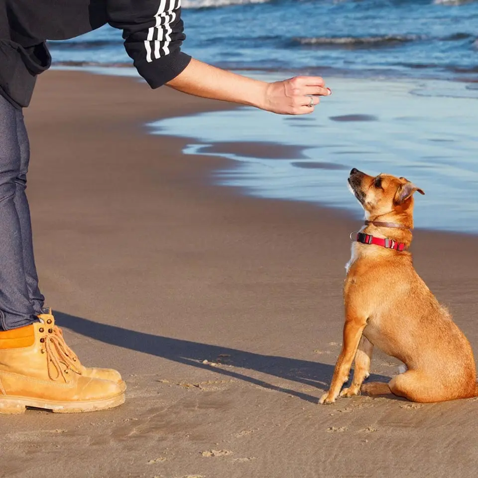 Dog Training Course Online & Accredited Dog Trainer Diploma