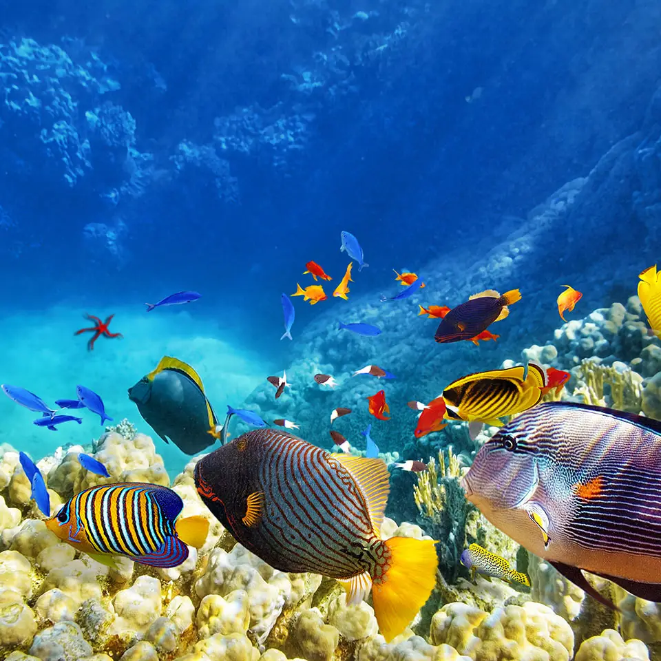 Underwater photograph of coral and tropical fish