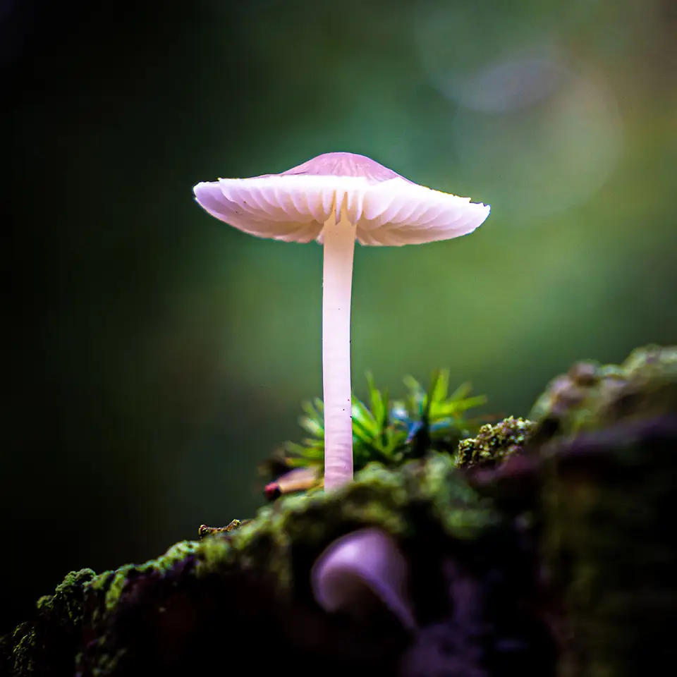 Fungi on a forest floor