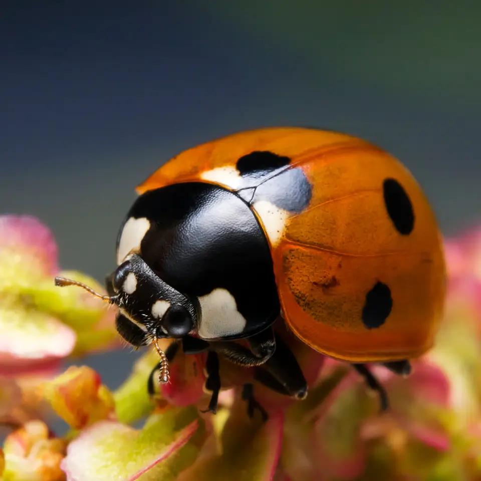 Close up image of a ladybird on a flower