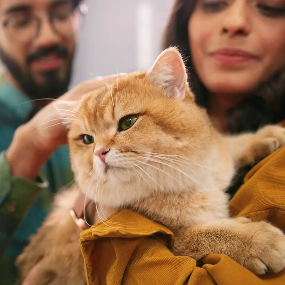 Close-up of a couple holding and stroking a cat