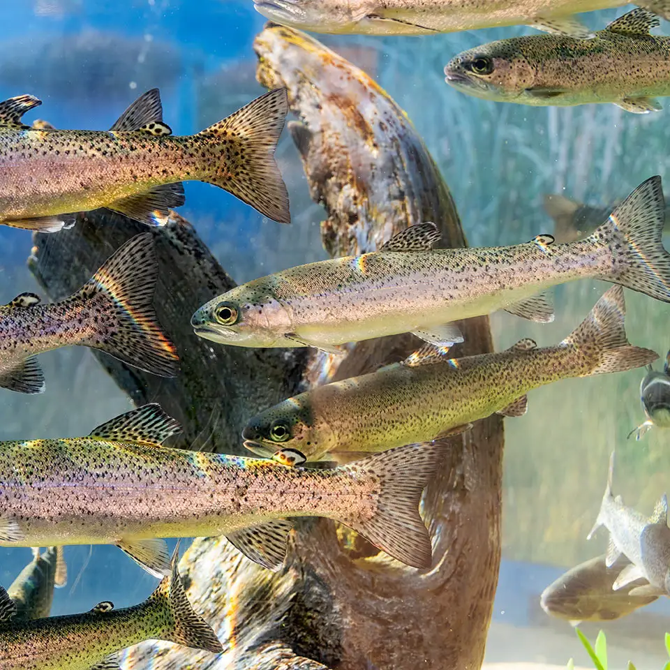 A group of Smolt fish