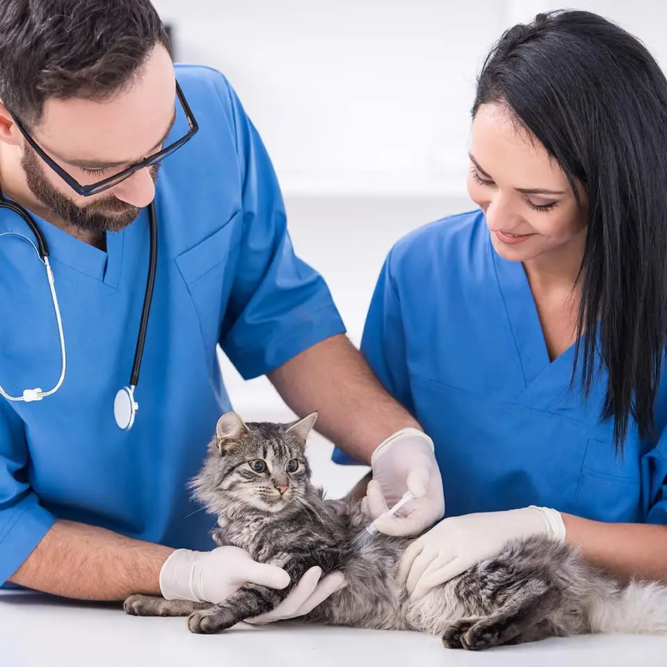 Veterinary Care Assistant Course Online Diploma
