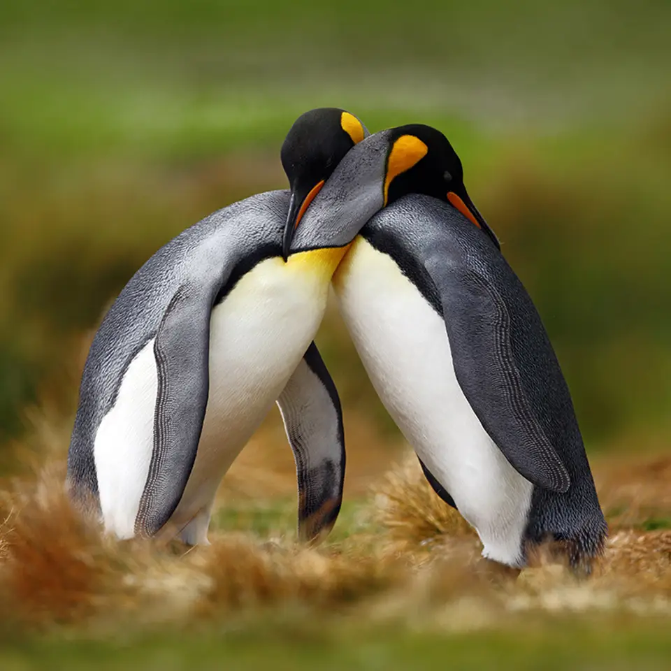 King penguin couple cuddling