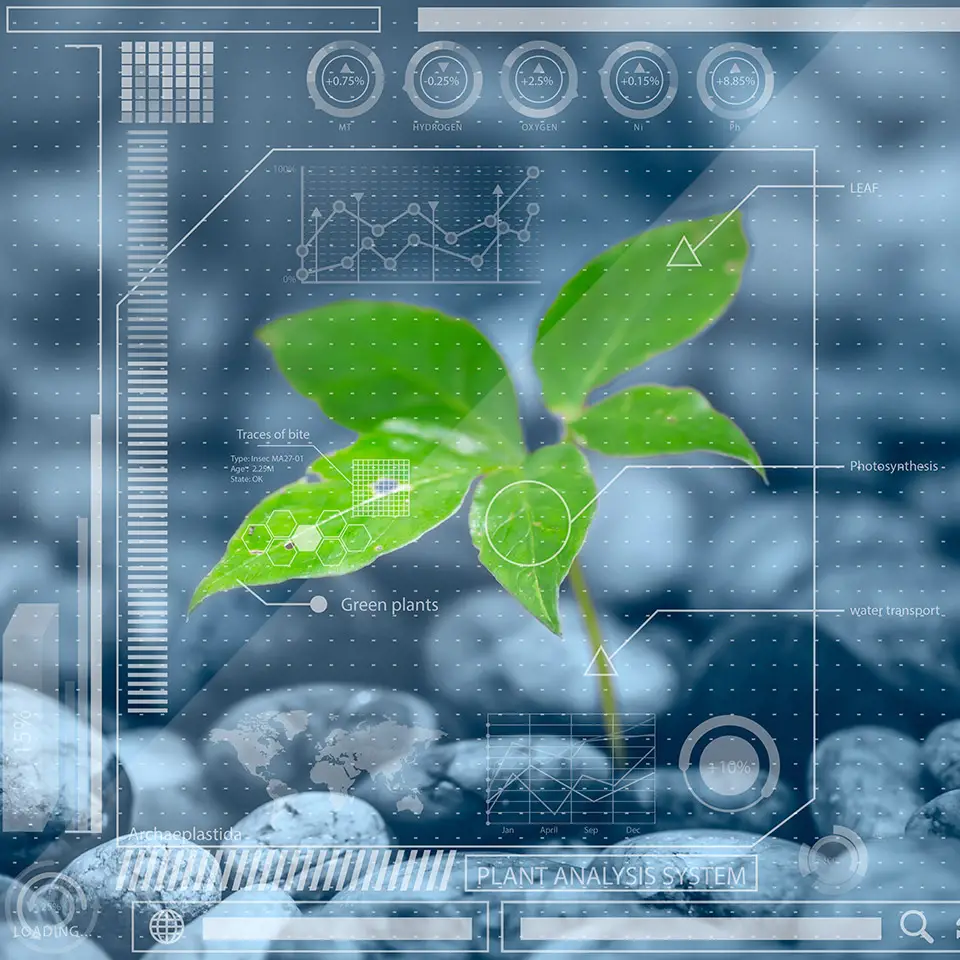 Plant with an overlay of analytical information