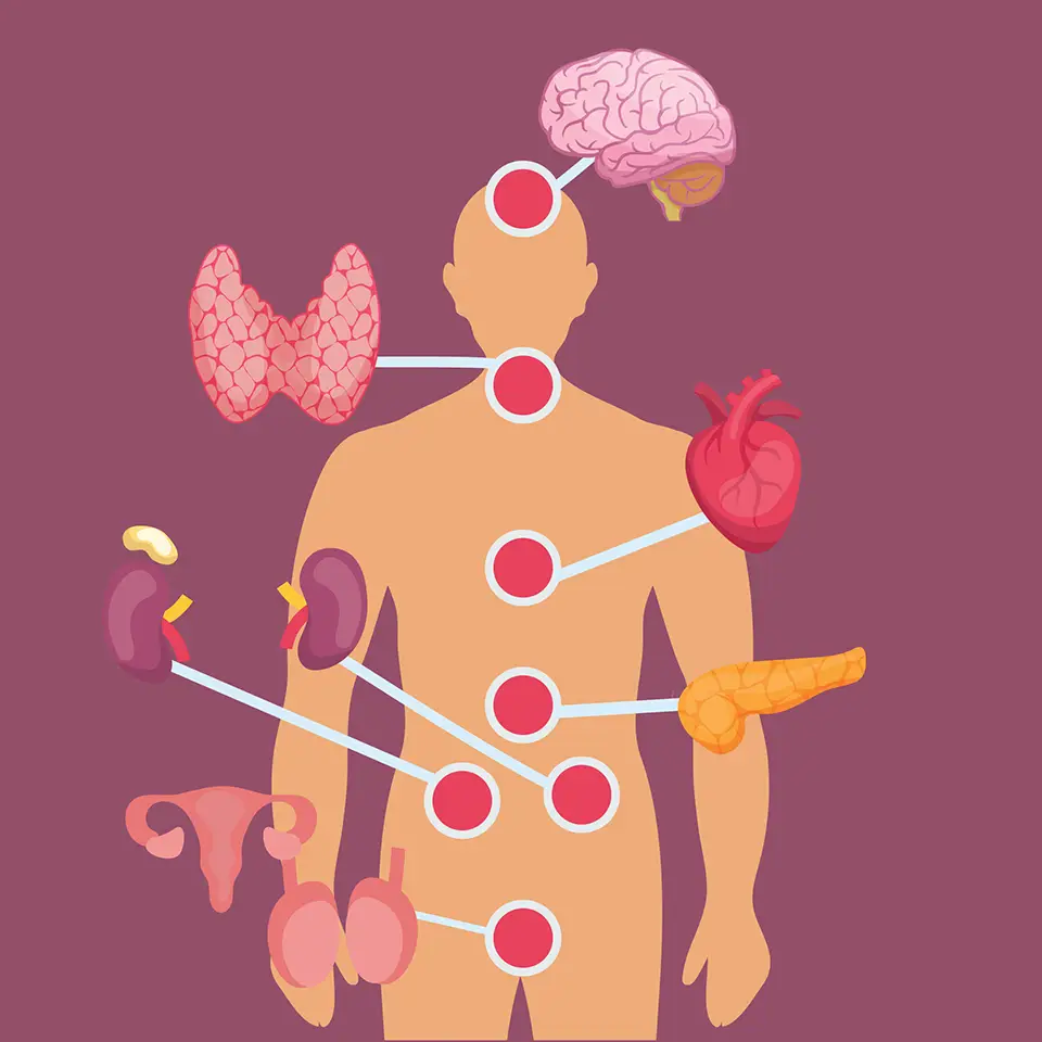 Illustration of a human body marked with internal organs and endocrine glands