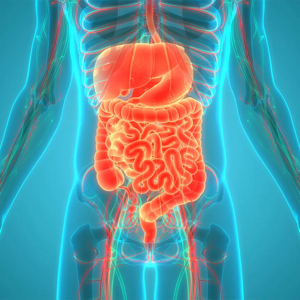 3d image of a human digestive system