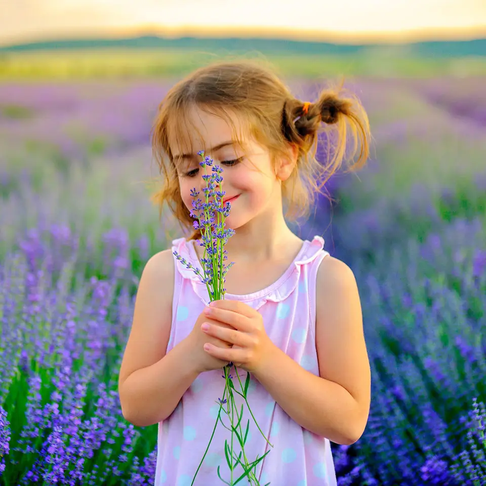 Child smelling a bouquet of lavender in a field of lavender