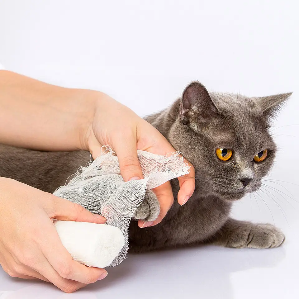 Feline First Aid Diploma Course Centre of Excellence