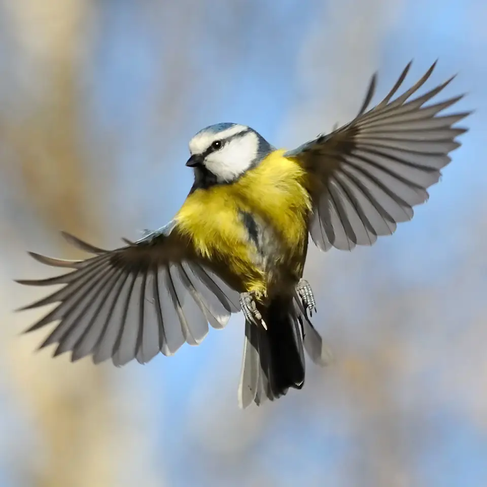 Frontal view of a flying Blue Tit bird