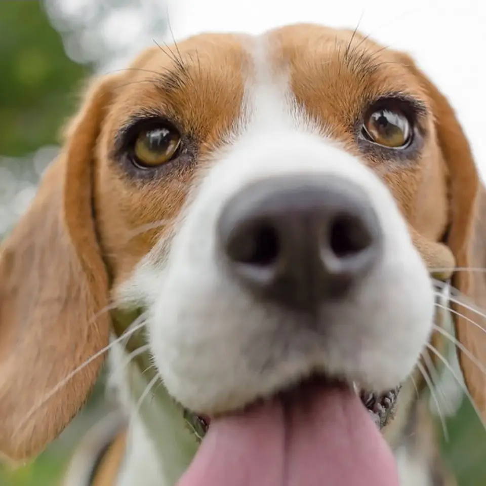 Holistic health hot sale for dogs