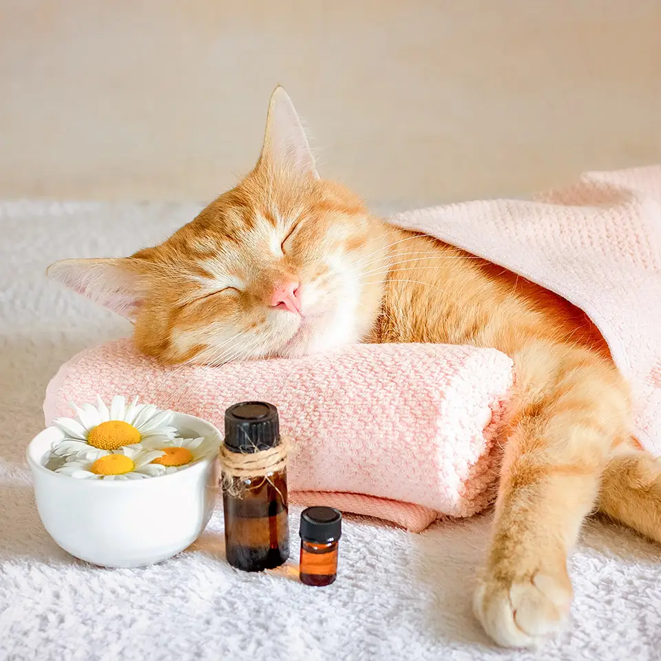 Sleeping cat on a massage towel. Also in the foreground are bottles of essential oils and chamomile flowers.