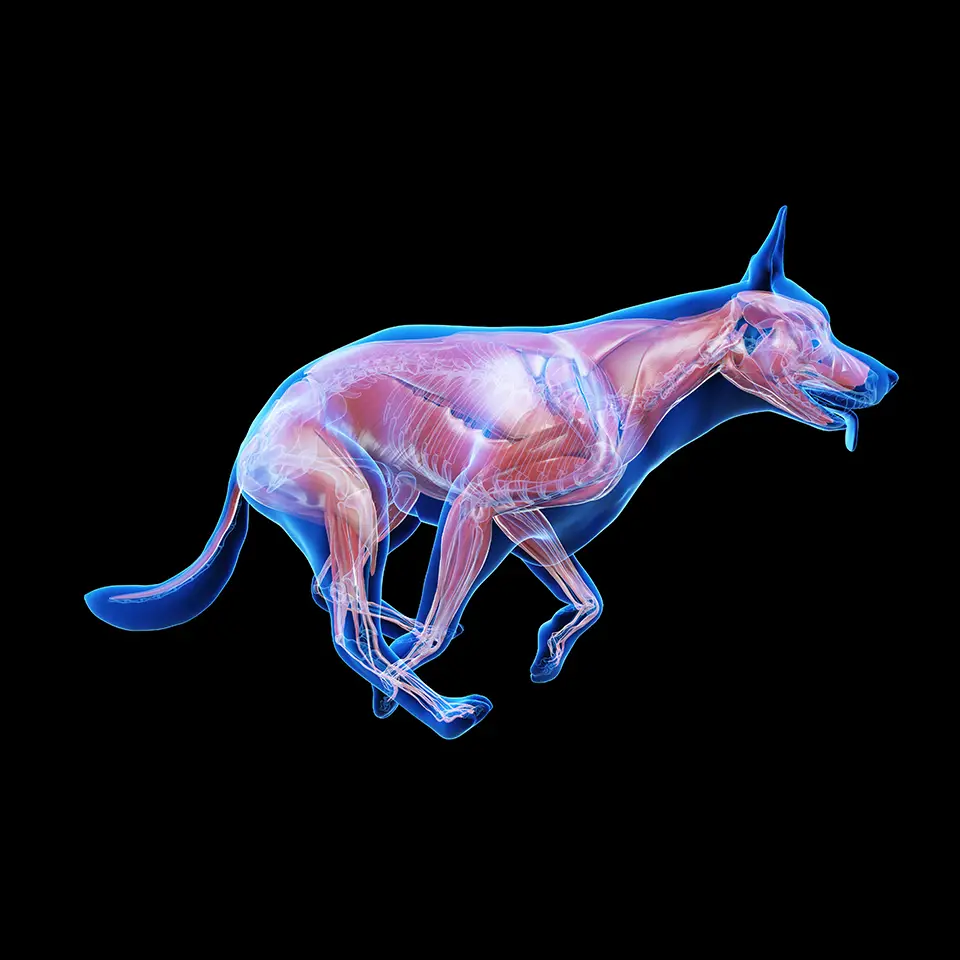 3D illustration of a dog's musculoskeletal system