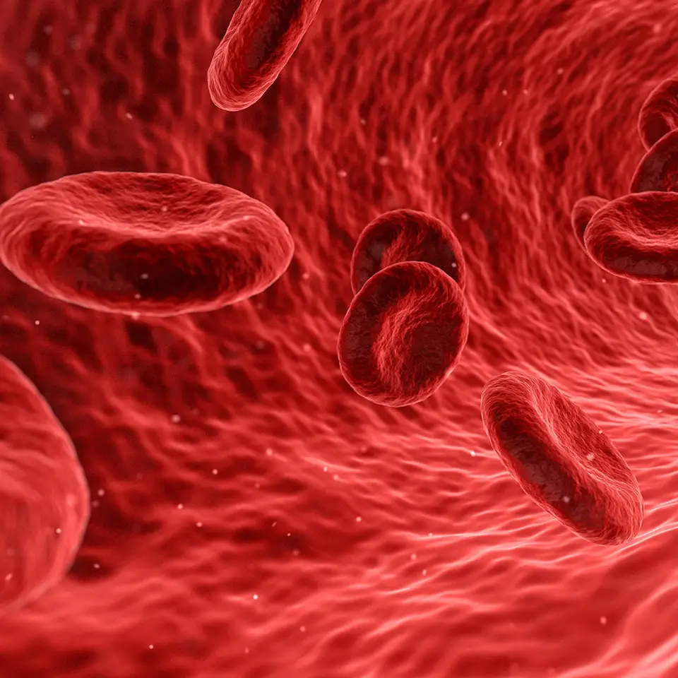 3D illustration of blood cells in the body
