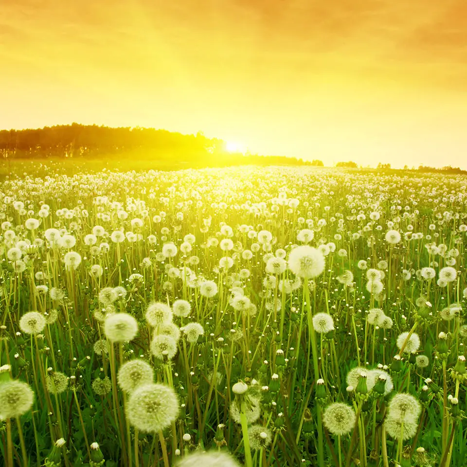 Dandelions in a meadow during sunset