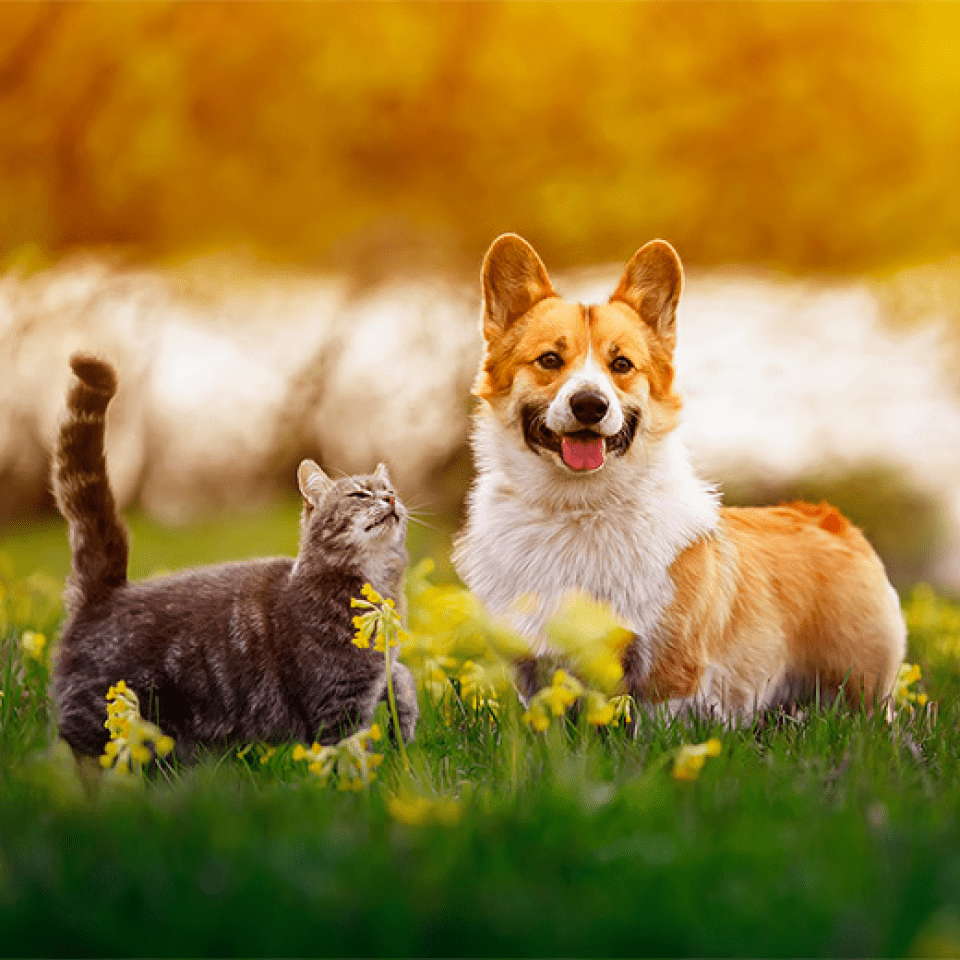 Raw Feeding for Dogs and Cats Pet Nutrition Accredited Online Diploma