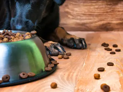 What is the Best Diet for Dogs? Your Ultimate Guide to Canine Nutrition